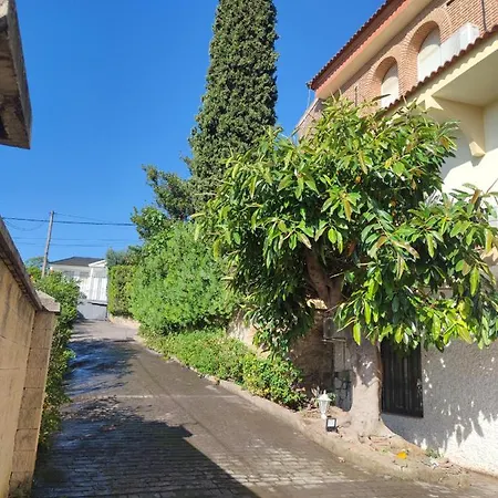 Cipreses Cordoba